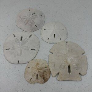 Lot of 5 Sand Dollars Sea Shell Collector Beach Decor Nautical